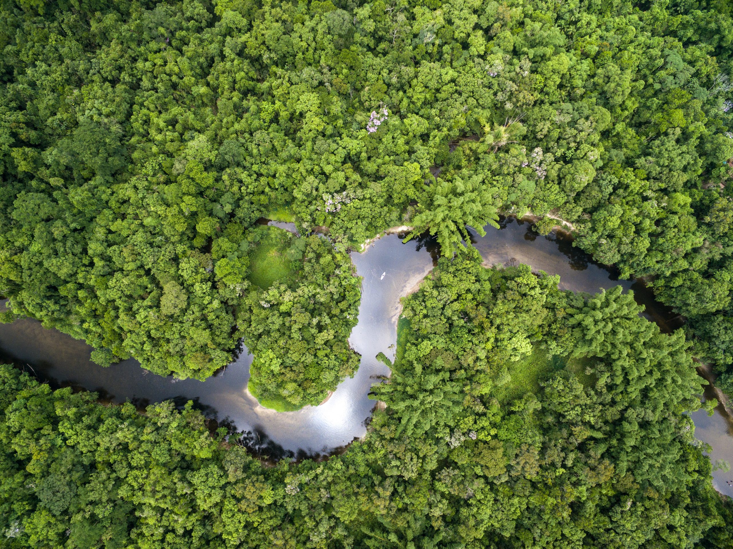 L Amazzonia emette più C02 di quella che assorbe Solo dove non ci sono