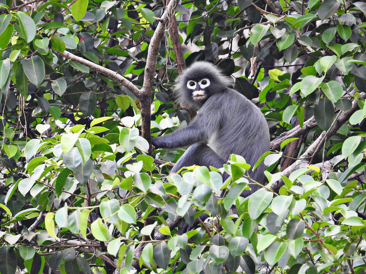 Popa langur