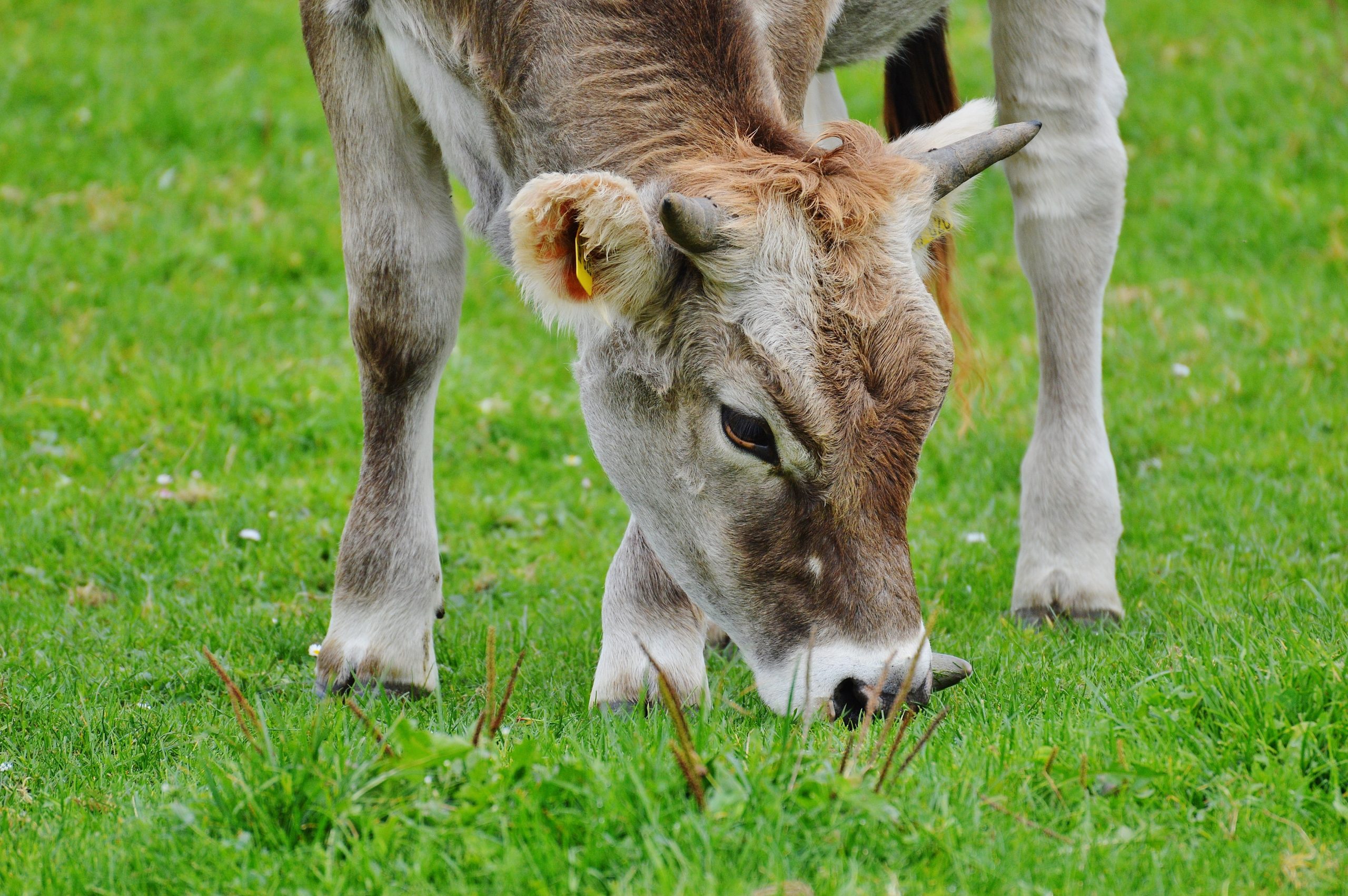 Cow eating grass on the farm image in Nature and Landscapes category at pixy.org