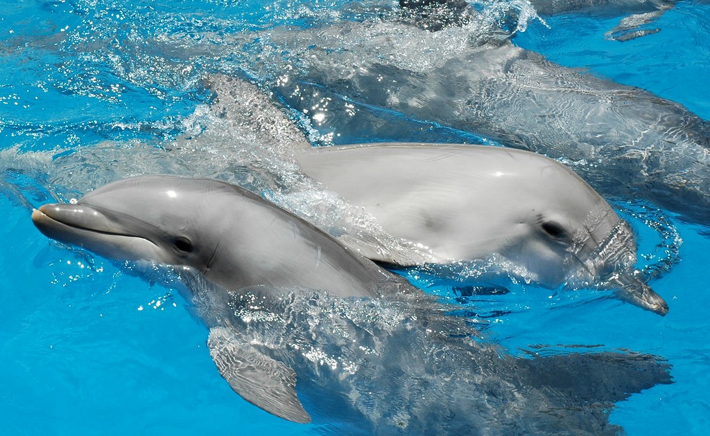 delfini tursiopi
