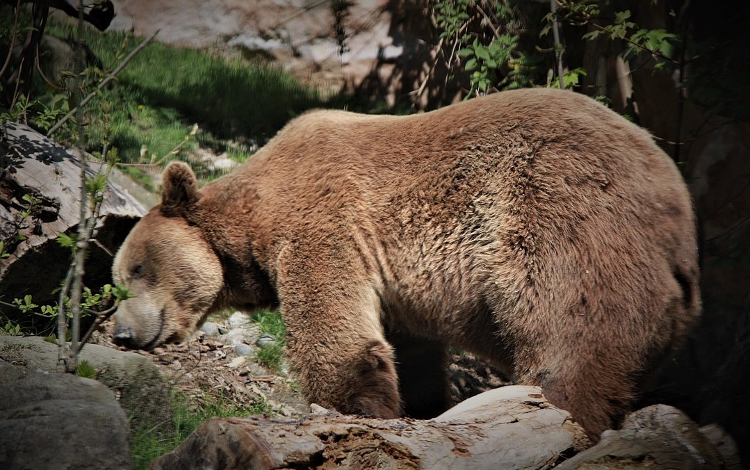 L'Italia non è un paese per orsi? L'INDIPENDENTE