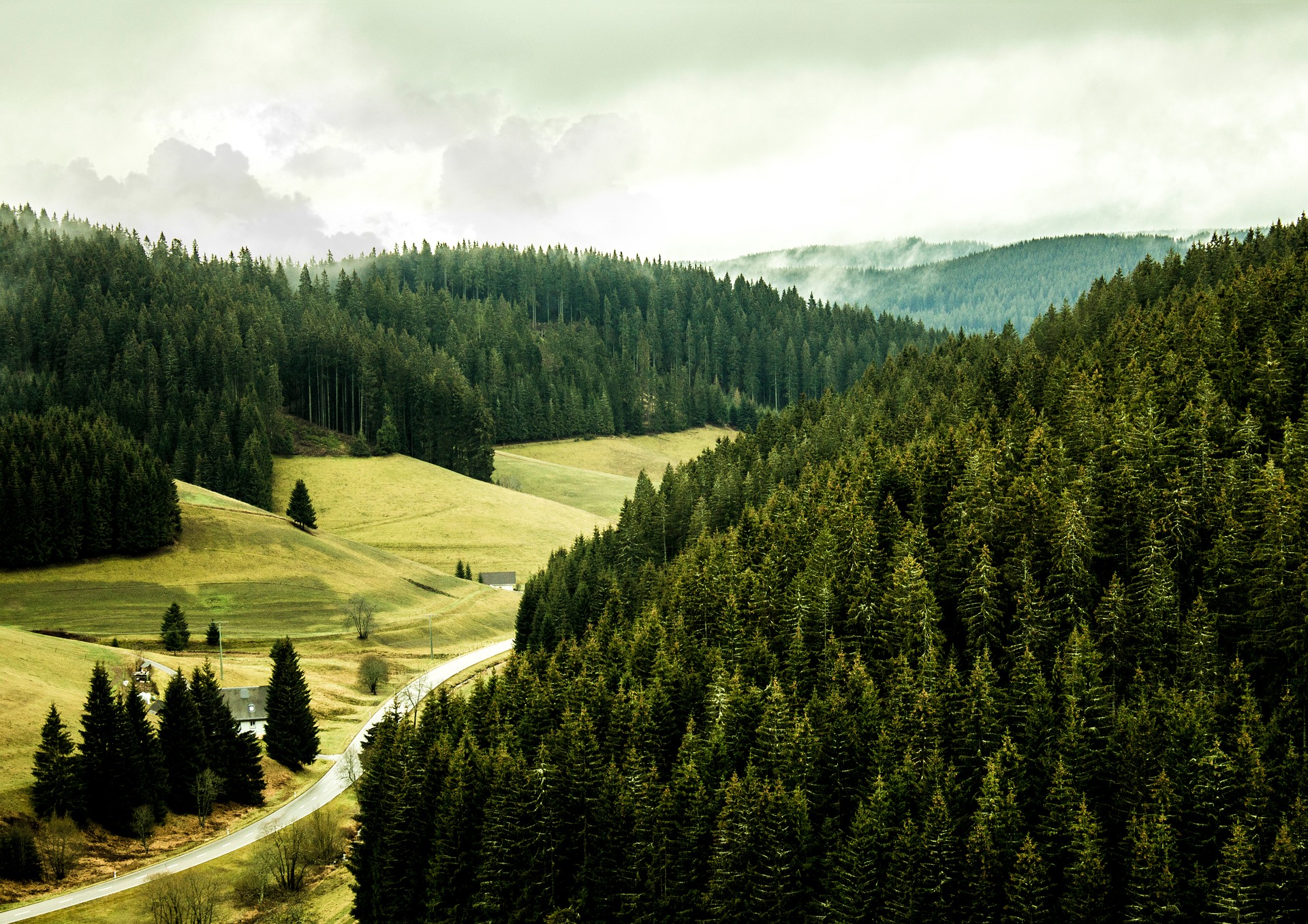Foresta