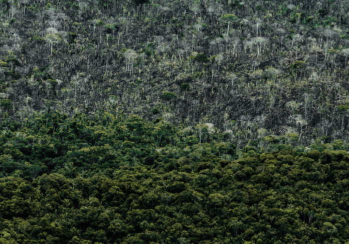 Deforestazione Piripkura