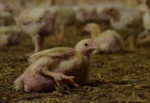 Norvegia: stop ai polli a crescita rapida