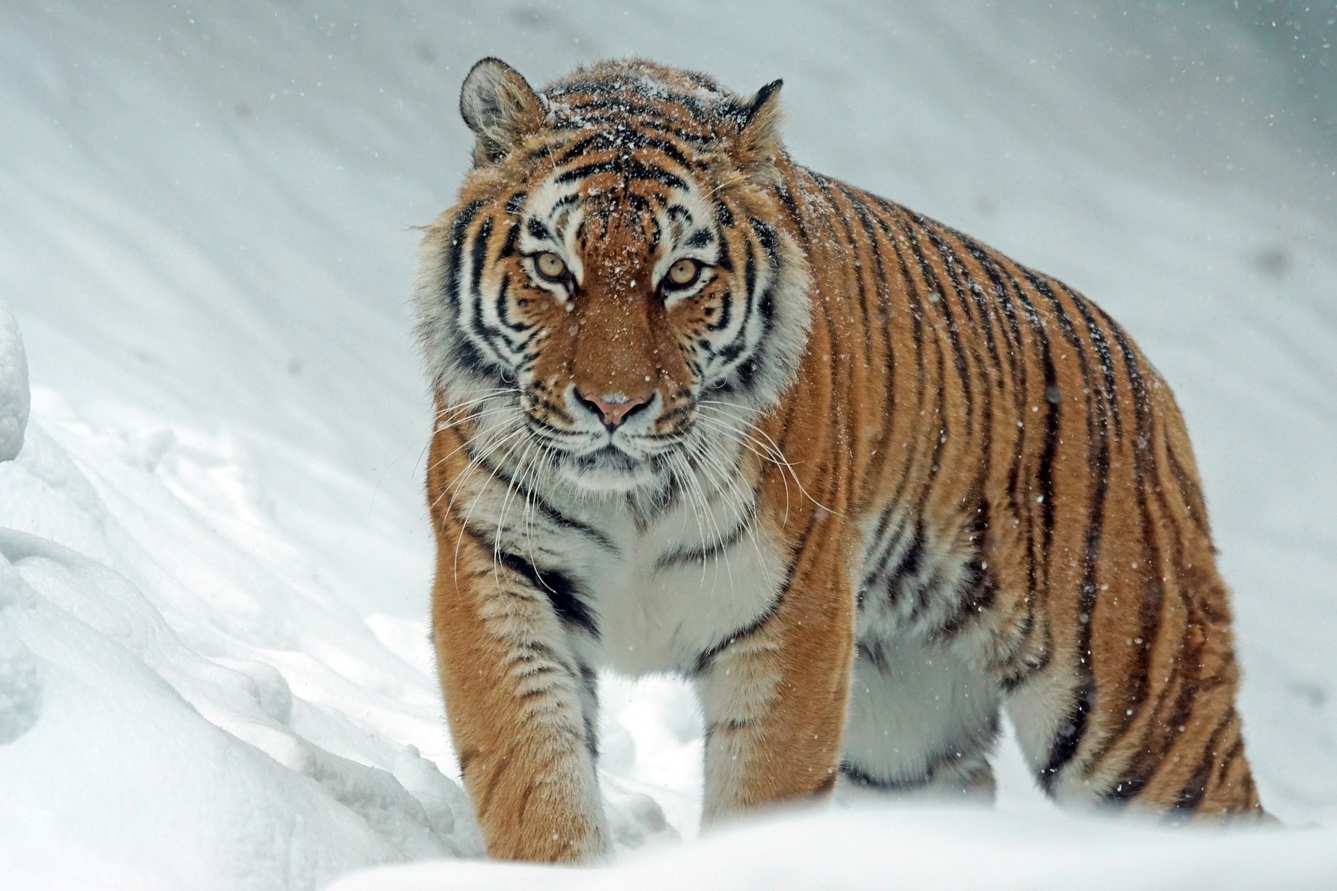 Putin a caccia della tigre