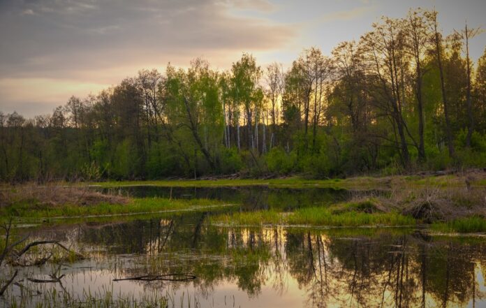 zone umide paludi