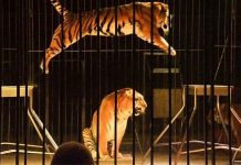 Genova chiude le porte al circo con animali: stop allo spettacolo di Orfei animali circo