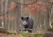 Animali selvatici, il TAR limita il piano del Governo: no ad abbattimenti indiscriminati