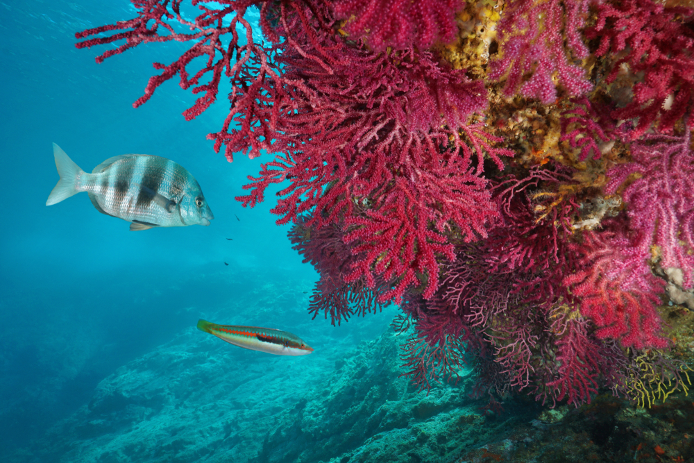 Nel Mediterraneo sono tornati a crescere i coralli - L'INDIPENDENTE