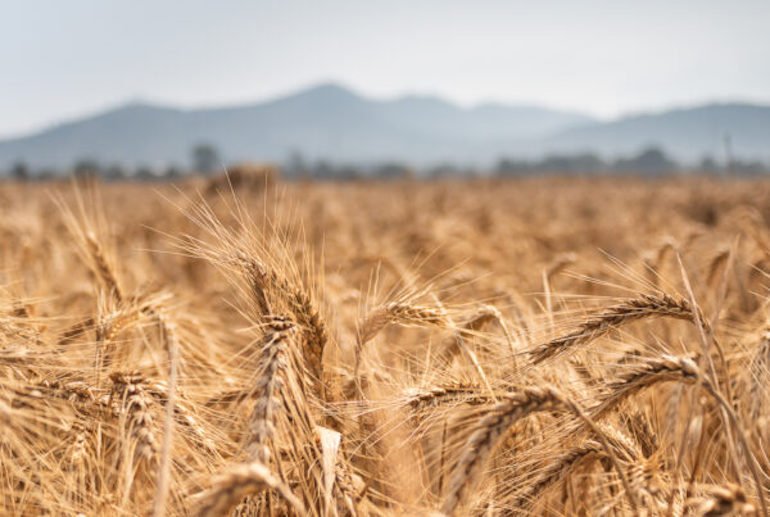 Nuovi OGM: mezza Europa blocca la deregolamentazione (ma non l'Italia) -  L'INDIPENDENTE