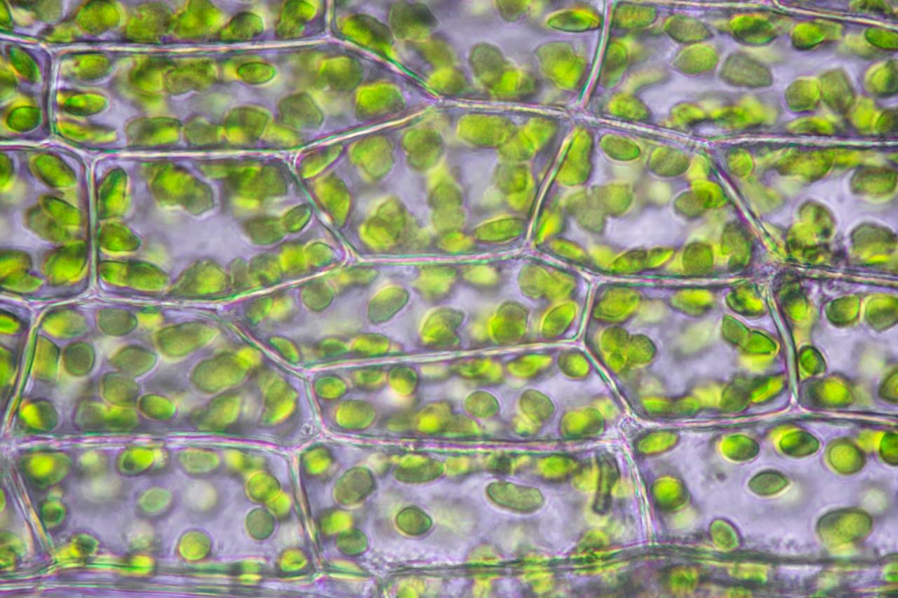 Un nuovo studio rivela dettagli inediti sulla fotosintesi L'INDIPENDENTE