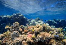 Nasce in Italia il primo progetto di tutela dei coralli del Mediterraneo