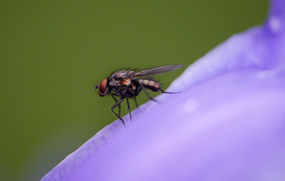 La Guinea ha debellato la malattia del sonno, trasmessa dalla mosca tse-tse