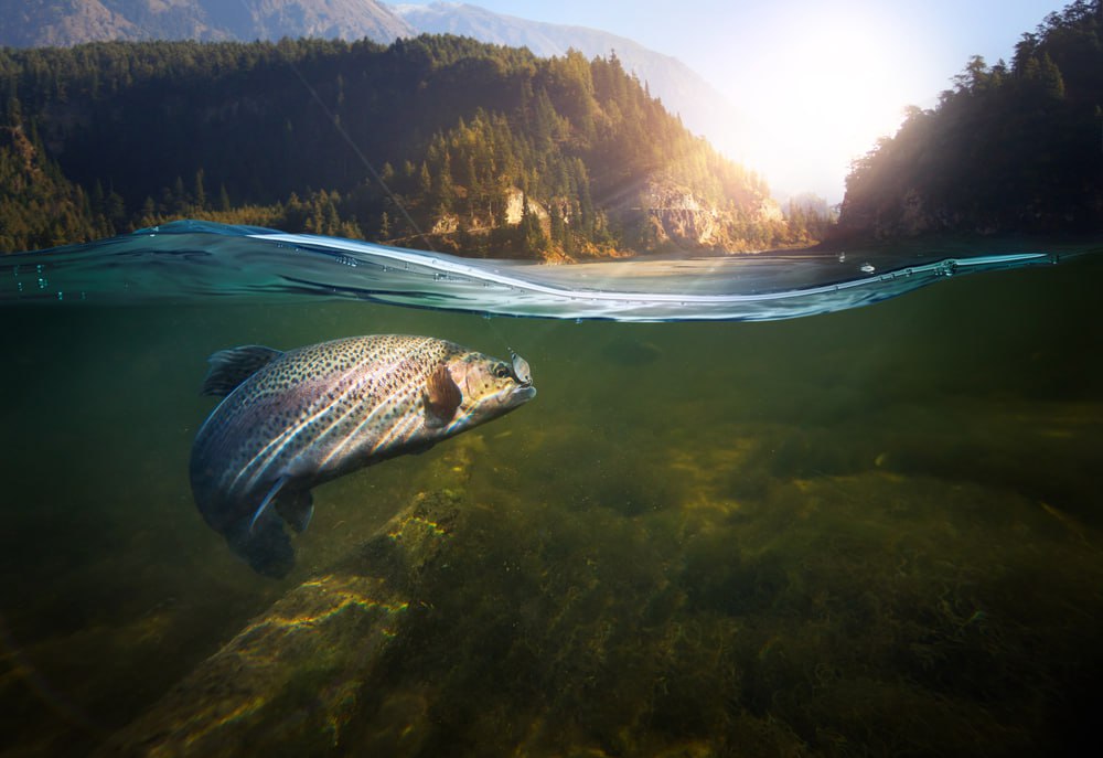 In un fiume della California sono tornati i salmoni dopo oltre un secolo