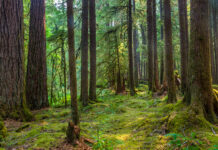 La deforestazione sta diminuendo a livello globale