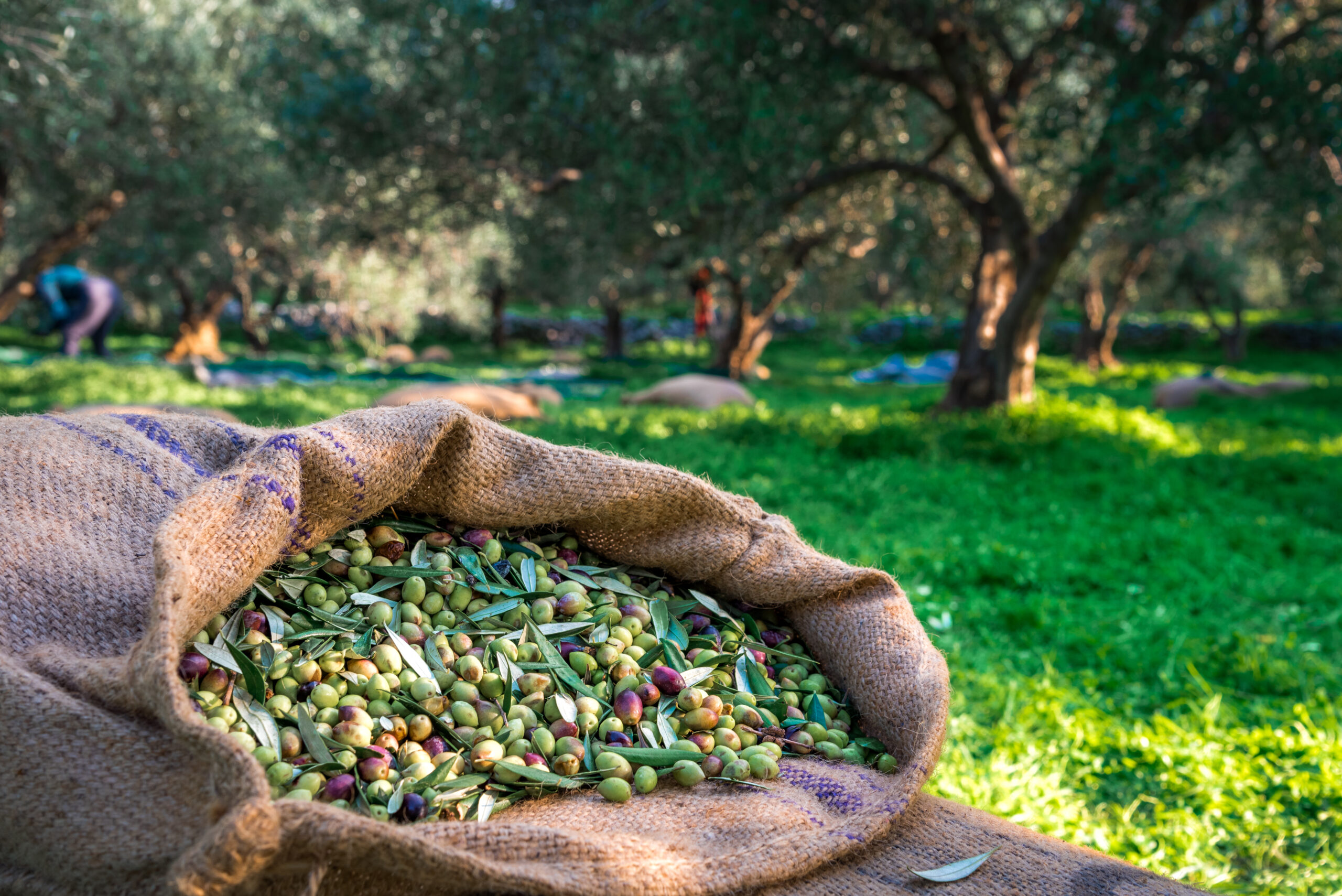 La storia dell’olivo in Italia è antica di quasi 4 mila anni: le tracce in Sicilia