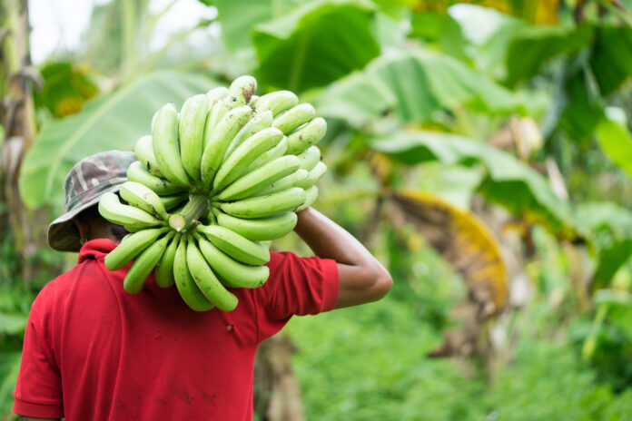 Farmer,Bearing,Green,Banana,On,Farm.labor,Holding,Green,Banana,For