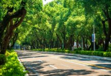 In Italia nel 2024 sono stati piantati oltre 3 milioni di nuovi alberi