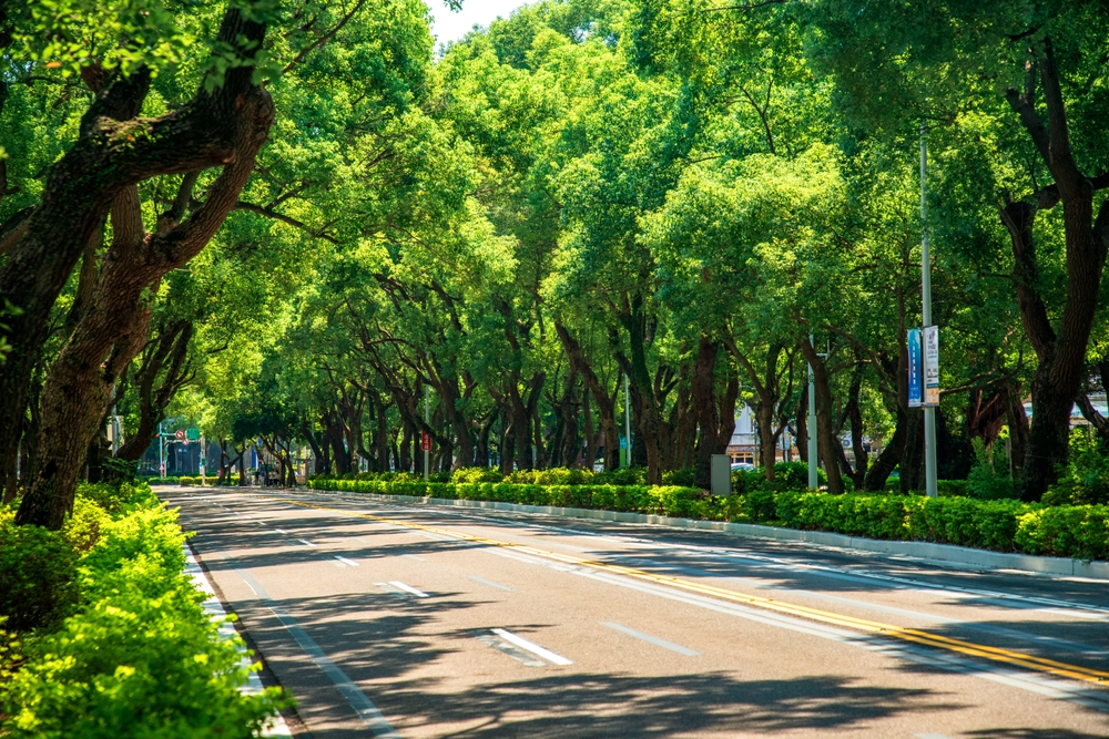 Più alberi, meno morti: perché il verde urbano può salvare milioni di vite