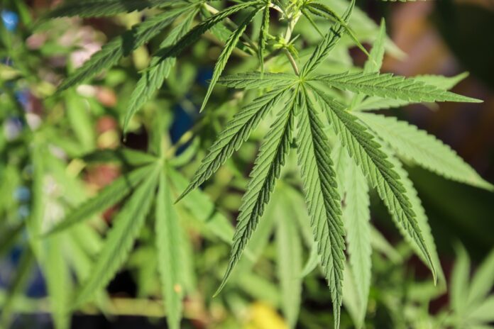 cannabis