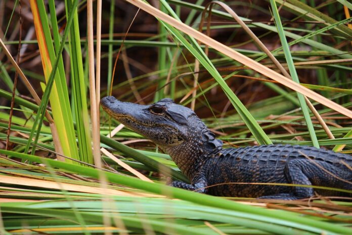 florida flora e fauna
