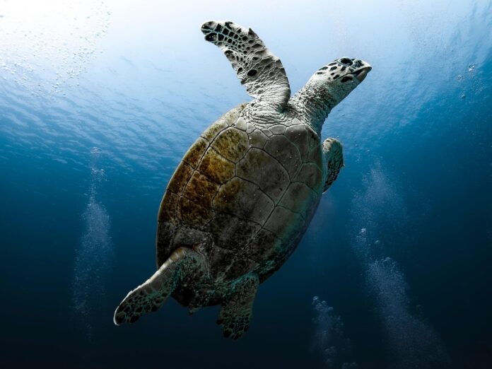 protezione fauna marina