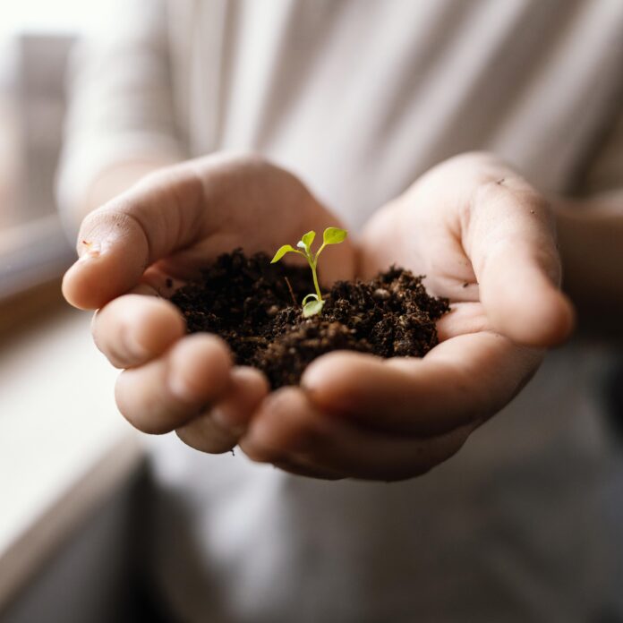 Millennium Seed Bank Millennium Seed Bank