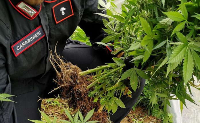 CARABINIERI-E-CANNABIS