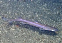 La scoperta di una nuova specie di squalo arricchisce la conoscenza della biodiversità marina squalo lanterna