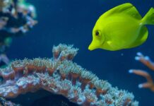 In Sri Lanka è stata scoperta una barriera corallina ricca di biodiversità