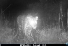 Nella regione costiera del Sudafrica ritornano i leopardi dopo quasi 200 anni leopardo sudafrica