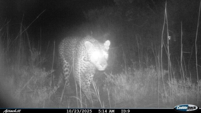 leopardo sudafrica leopardo sudafrica