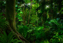 Agroforestazione: la rivoluzione silenziosa contro il disboscamento nel sud-est asiatico