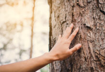 Non solo salute: la terapia forestale può alleggerire la spesa pubblica terapia forestale risparmio