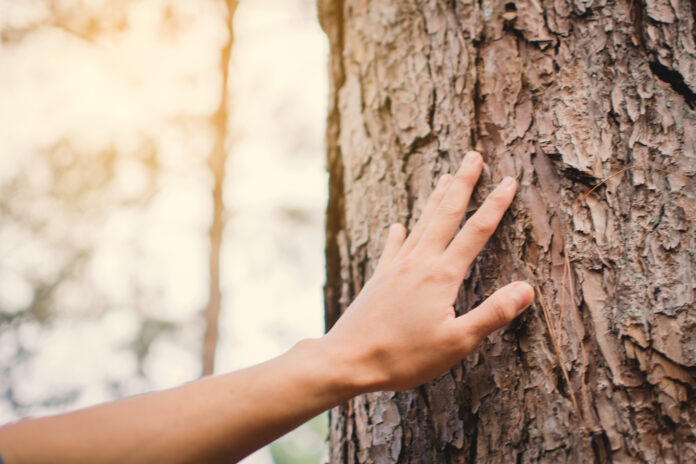 terapia forestale risparmio