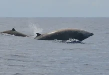 Un raro cetaceo è stato avvistato vivo dopo 60 anni di ricerche