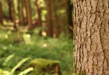 Gli alberi contribuiscono a ripulire l’aria molto più di quanto pensiamo corteccia alberi