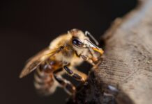 Le api senza pungiglione sono i primi insetti al mondo con diritti riconosciuti dalla legge ape