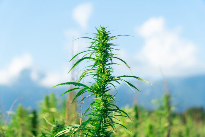 canapa Cassazione Sardegna sequestro Cassazione canapa Cassazione Sardegna sequestro Cassazione