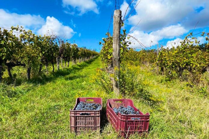 mondeggi bene comune fattoria senza padroni_1