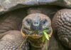 Dopo 180 anni, le tartarughe giganti sono ritornate alle Galapagos Tartaruga gigante Galapagos