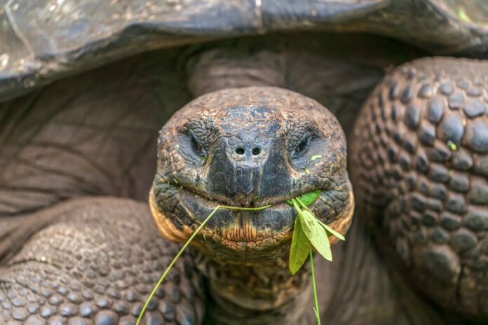 Tartaruga gigante Galapagos