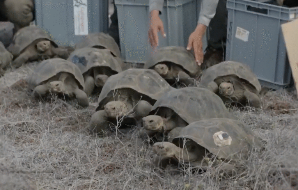 tartarughe liberazione galapagos