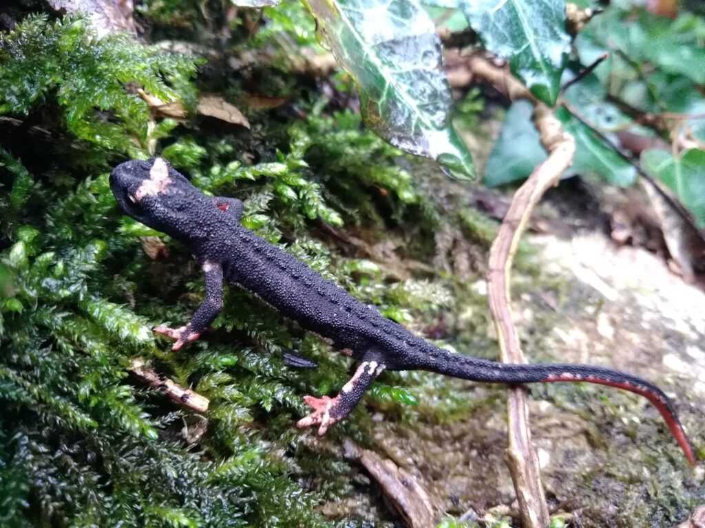abetina rosello bosco vetusto 2