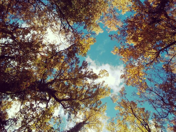 abetina Rosello bosco vetusto1