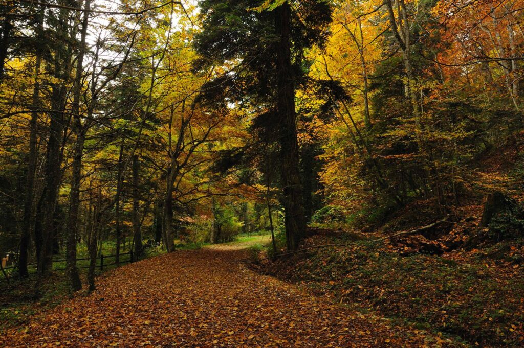 abetina rosello bosco vetusto 3